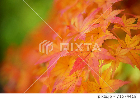 優雅な紅葉 優雅な紅葉 71574418