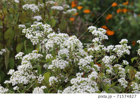 秋の花壇に咲くアゲラタムの白い花の写真素材