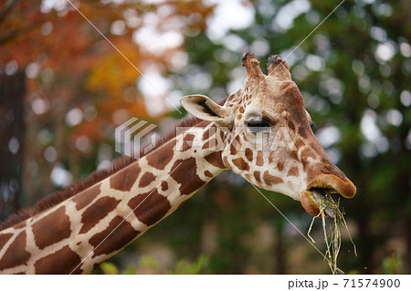 草を食べるキリン おえっとなって見えるキリンの写真素材 草を食べるキリン おえっとなって見えるキリンの写真素材