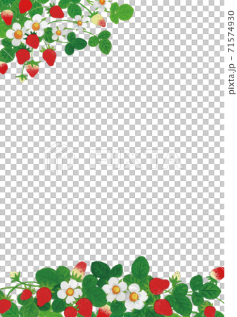 草莓插圖框架左上/下A4 71574930