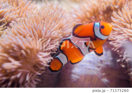 かわいいカクレクマノミ 71575260