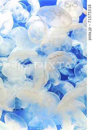 クラゲの水槽　茨城県大洗町 71575316