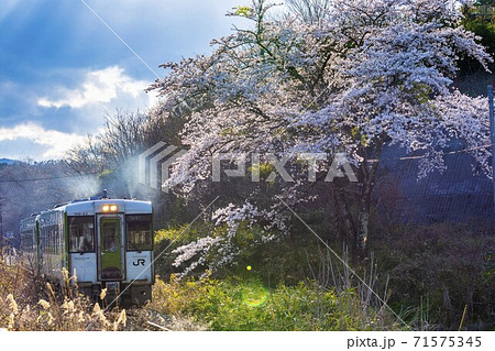 さくらと釜石線の列車　岩手県遠野市 71575345