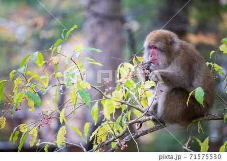 マユミの実を食べる日本猿 71575530