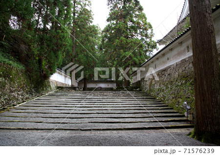 宮崎県日南市　飫肥城のしあわせ杉 71576239