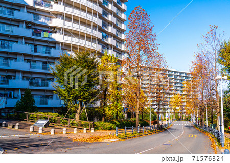 東京都八王子市　秋の多摩ニュータウン　紅葉に染まる街路樹 71576324
