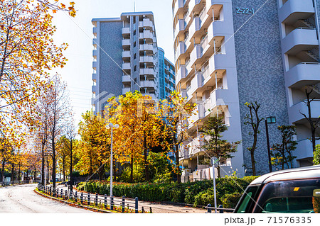 東京都八王子市　秋の多摩ニュータウン　紅葉に染まる街路樹 71576335