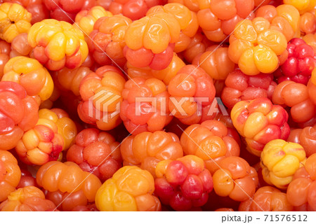 Bright yellow and red ripe cloudberry as a background Bright yellow and red ripe cloudberry as a background 71576512