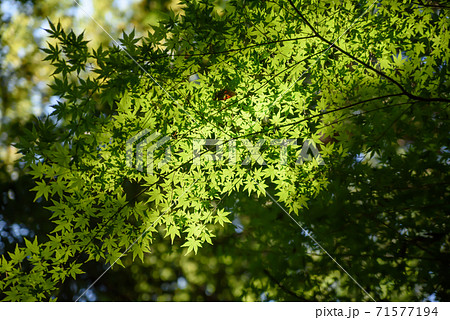 秋の紅葉 71577194