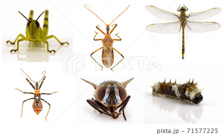 Collage Of Insects On White Background 71577225