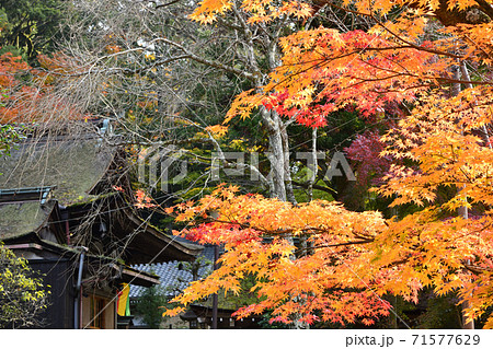 岩間山正法寺(岩間寺) 本堂と紅葉 岩間山正法寺(岩間寺) 本堂と紅葉 71577629