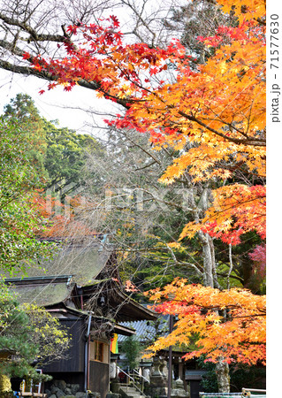 岩間山正法寺(岩間寺) 本堂と紅葉 岩間山正法寺(岩間寺) 本堂と紅葉 71577630