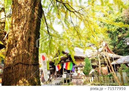 岩間山正法寺(岩間寺) 銀杏の大木と本堂 岩間山正法寺(岩間寺) 銀杏の大木と本堂 71577950