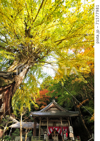 岩間山正法寺(岩間寺) 不動堂と銀杏の大木 岩間山正法寺(岩間寺) 不動堂と銀杏の大木 71577981