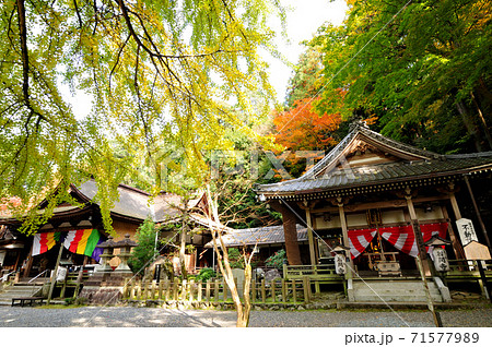 岩間山正法寺(岩間寺)　本堂(左)と不動堂(右)と銀杏の大木 71577989