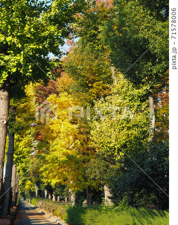 高島平団地の黄葉 71578006
