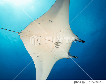 マンタの写真素材