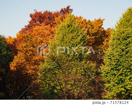 赤塚公園の紅葉 71578124