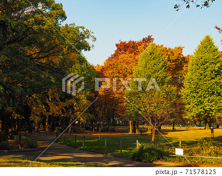 赤塚公園の紅葉 赤塚公園の紅葉 71578125