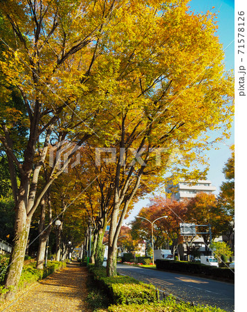 赤塚公園の紅葉 71578126