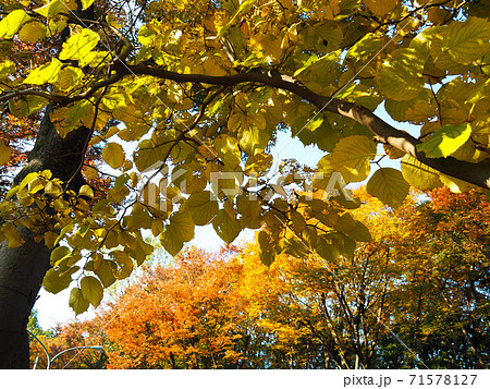 赤塚公園の紅葉 赤塚公園の紅葉 71578127