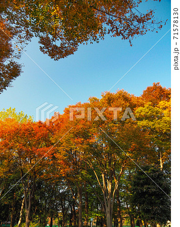 赤塚公園の紅葉 71578130