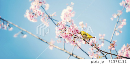 桜にメジロ 71578151