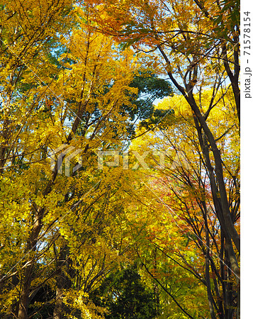 赤塚公園の紅葉 71578154