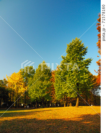 赤塚公園の紅葉 71578160
