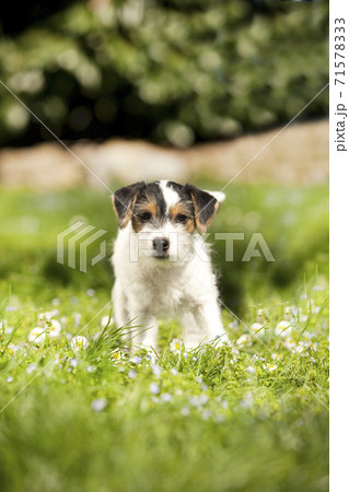 Parson Russell Terrier dog Puppy Parson Russell Terrier dog Puppy 71578333