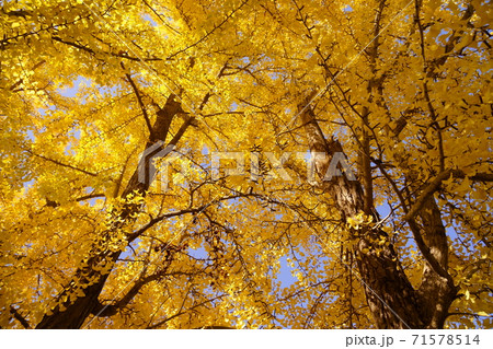 イチョウの森 71578514