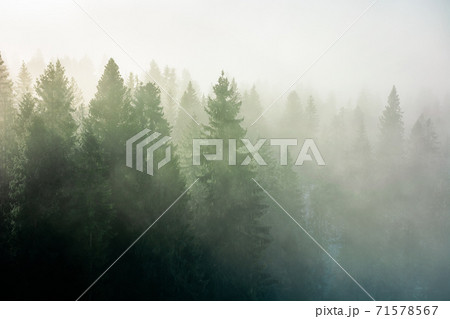 spruce trees among the morning fog in winter. beautiful nature in cold season. moody dramatic weather 71578567
