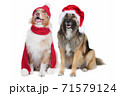 Two cute dogs with santa hats 71579124