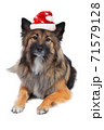 Cute wolfsspitz dog with santa hat isolated 71579128