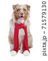 Australian shepherd dog with shawl for christmas 71579130