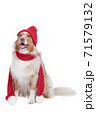 Australian shepherd dog with santa hat and scarf 71579132