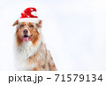 Australian shepherd dog with santa hat isolated with copyspace 71579134