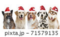 Five xmas different dogs side by side with santa hats portrait looking at camera 71579135