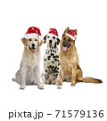 Group of 3 different pedigree dogs with santa hats isolated 71579136