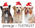 three dogs group with santa hats isolated 71579137