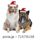 Two cute dogs with santa hats 71579138