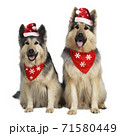 Two german shepherd dogs with christmas hats sitting on white background isolated 71580449