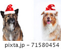 Two cute christmas dogs omn white background 71580454