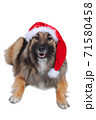 Cute dog with christmas costume cut out 71580458