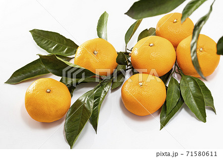 白バックのたくさんのみかんと蜜柑_葉ありの写真素材 [71580611] - PIXTA