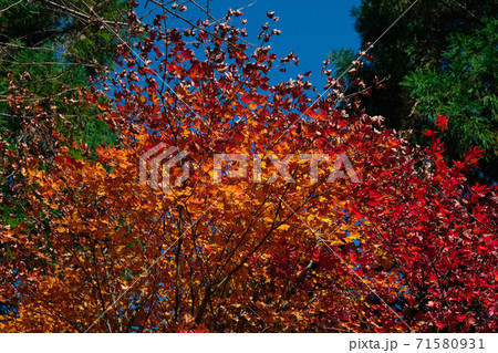 紅葉の盛り2 紅葉の盛り2 71580931