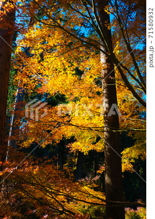 黄金の紅葉 黄金の紅葉 71580932