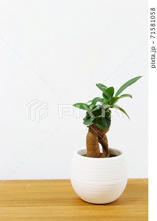 ガジュマル 卓上ミニ観葉植物 コピースペース 白 の写真素材