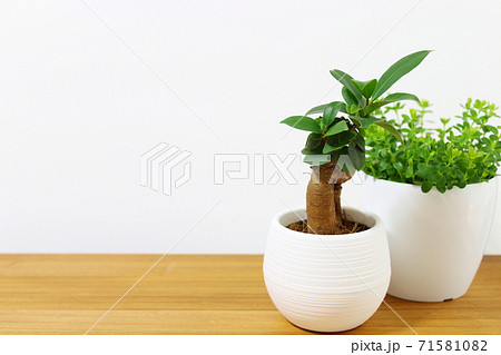 ミニ観葉植物 グリーン 癒しイメージ ナチュラル コピースペース 白 の写真素材