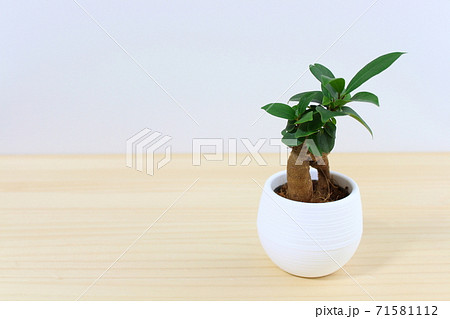 ガジュマル 卓上ミニ観葉植物 コピースペース 白 の写真素材